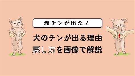 犬 勃起|犬の勃起状態が戻らず冷たくなってきたのですが、どう対応すべ。